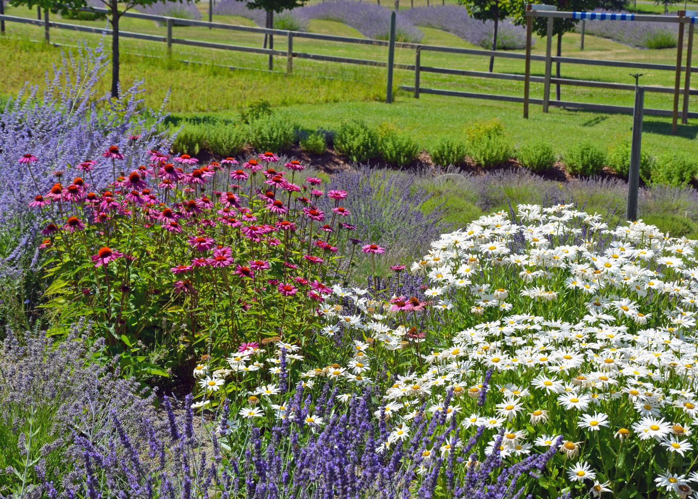 Grow Your Dream Garden Today